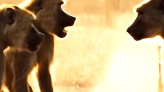 Do not show your strength or arrogance against the weak because God is always with the weak #wildlife #animals #baboon #leopard #trending
