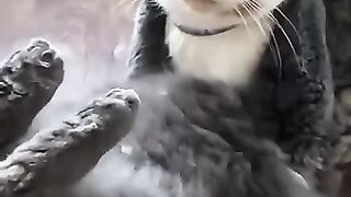 This Cat Will Make Your Day ????