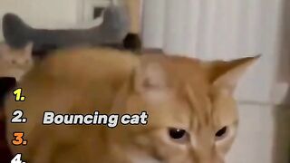 top ranking memes cat