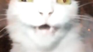 Cat Lovers Must Watch This ????