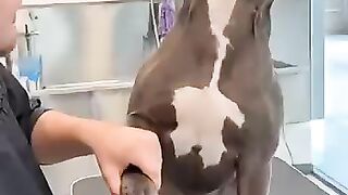 his hilarious video captures a Pitbull's priceless reaction to having his nails trimmed.