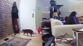 DRAMATIC Cats Freaking Out at Everything!