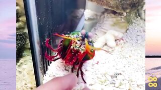 Udang Dinosaurus Hidup versi bola88