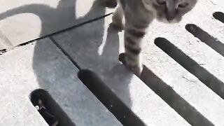 Kelakuan kucing random part2