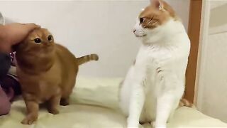 Two cat fighting