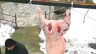 Whole Bull Breakdown and Wilderness Cooking: A Feast in the Wild