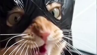 Cat funny part 1