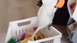 Can't Stop Watching These Birds"