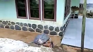 Botolnya Jadi Gede