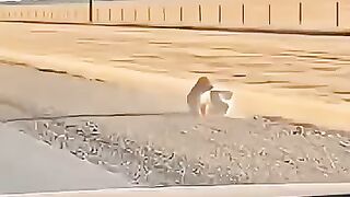 Heartbreaking Incident: Someone Throws a Dog from a Car