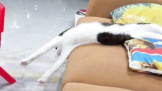Sleeping cat 10