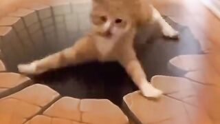 cat is shocked 2