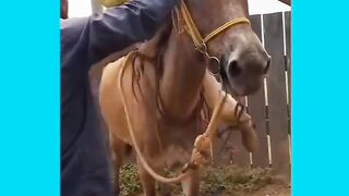 Funny videos