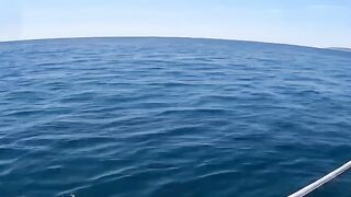 A massive Whale Just landed on their boat ???? ????.
