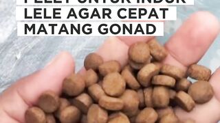 Rekomendasi pakan untuk induk lele agar cepat matang gonad