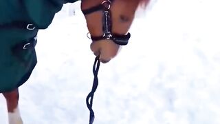 Funny Cat and Horse Moments Compilation