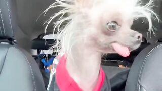 Dogs being funny  #FunnyDogs #CuteDogs