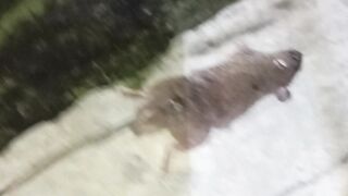 Pembunuh tikus #tikus