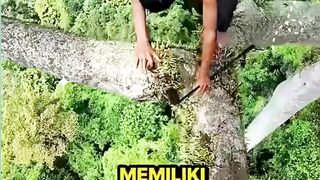 Proses Panen Madu Hutan Ini Bikin Dengkul Lemas!