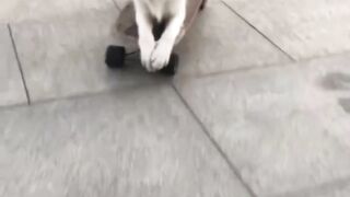 ​Funny and Amazing Pet Moments You Have to See