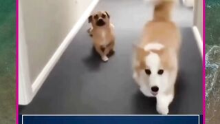 tukang bully
