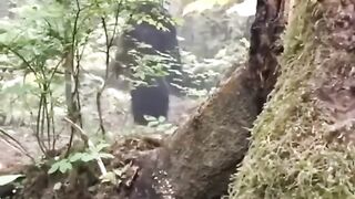 makhluk mistis di hutan