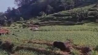 Piye jal, kasih aQ paham