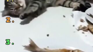 cat core 3