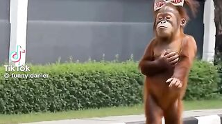 Monkey Funny Video 5