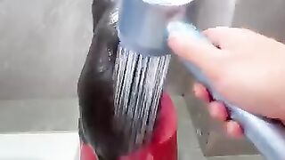 "Bathing a Cat Made Easy – You Can Do It Too!"