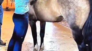 You Won’t Believe How She Helped The Horse?