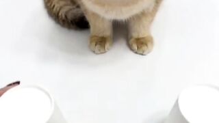 Playing a guessing game , cat suddenly got angry ????.