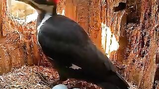 he Deadly Cost of Survival: A Woodpecker's Sacrifice for Its Young