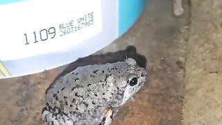 The frog 2