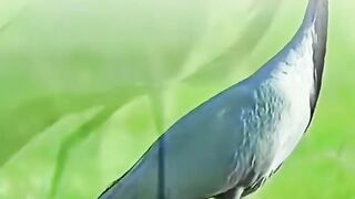 Online video 10