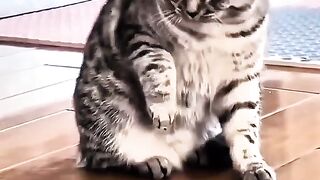 Funny cats 123