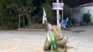 Dancing cat 9