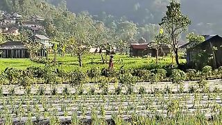 Hawa dipagi hari