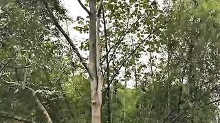 KOK BISA MOTOR SAMPE DI ATAS POHON GITU?