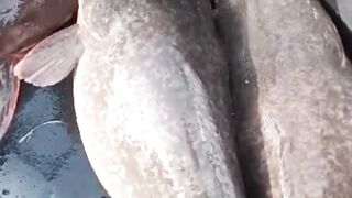MAU induk lele gendut cepat matang gonad Berikan pakan ini