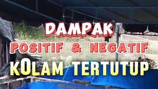 Kolam tidak kena sinar matahari❗Berikut dampak positif & negatif nya