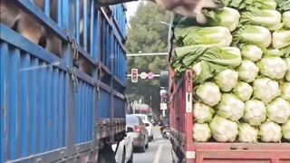 funny video 713
