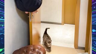 si kucing nyari tapi ga nemu