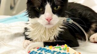 Poor Cat 2