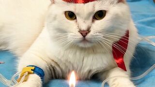 You’ll Cry When You See This Cat