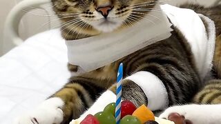 Cats Birthday Cake