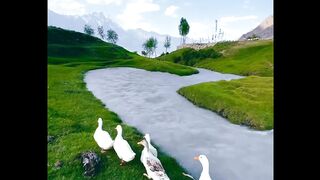 طيور جميله 2