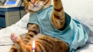 This Cat Has Nothing Left
