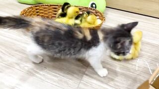 Happy kittens chasing baby rabbits on the grass - Cat sounds - Cat videos