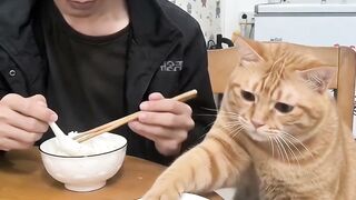 Orange Cat 3